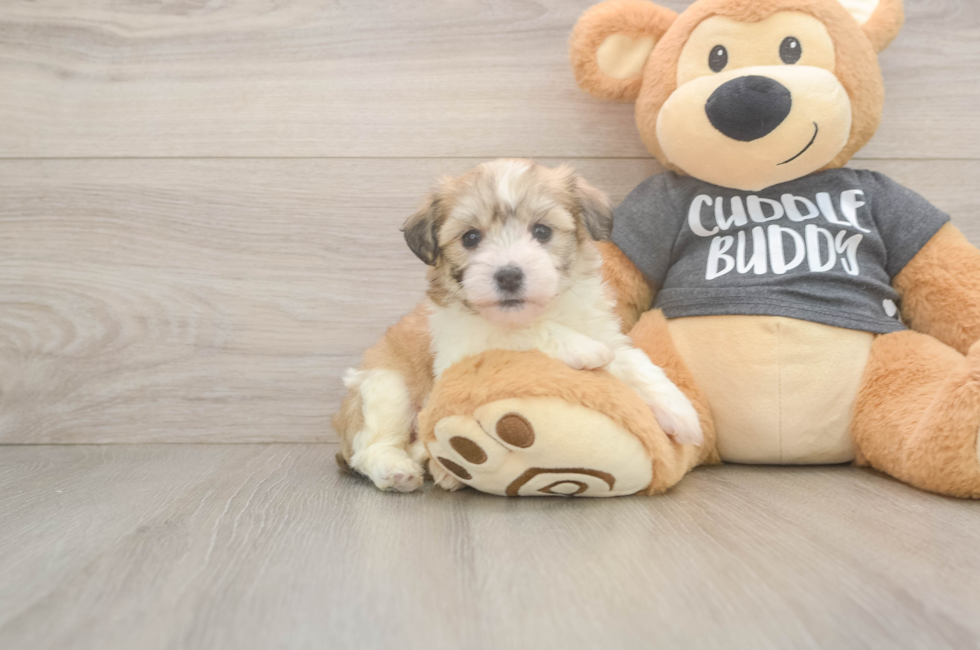 5 week old Havachon Puppy For Sale - Florida Fur Babies