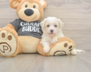 5 week old Havachon Puppy For Sale - Florida Fur Babies