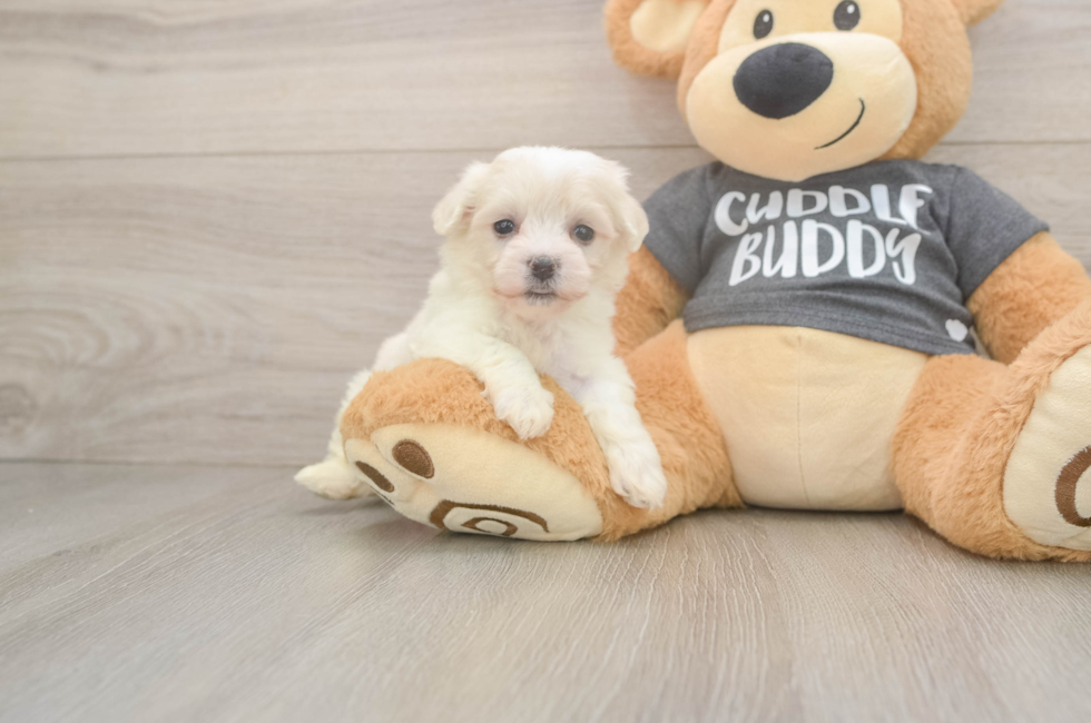 5 week old Havachon Puppy For Sale - Florida Fur Babies