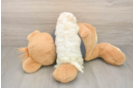 Petite Havachon Designer Pup