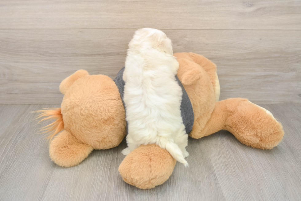 Petite Havachon Designer Pup