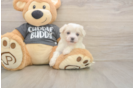 Havachon Puppy for Adoption