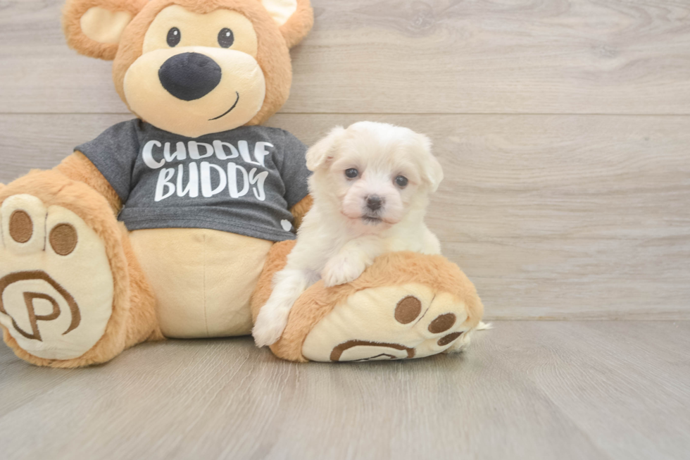 Havachon Puppy for Adoption