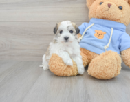 7 week old Havachon Puppy For Sale - Florida Fur Babies