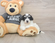 5 week old Havachon Puppy For Sale - Florida Fur Babies