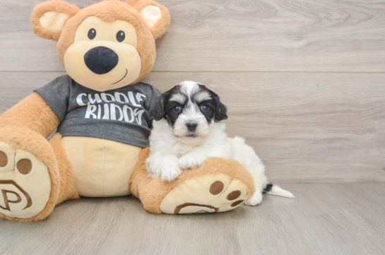 Havachon Pup Being Cute