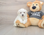 5 week old Havachon Puppy For Sale - Florida Fur Babies