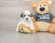 5 week old Havachon Puppy For Sale - Florida Fur Babies