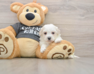 5 week old Havachon Puppy For Sale - Florida Fur Babies