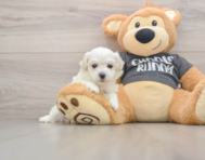 5 week old Havachon Puppy For Sale - Florida Fur Babies