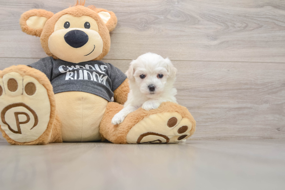 Adorable Havashon Designer Puppy