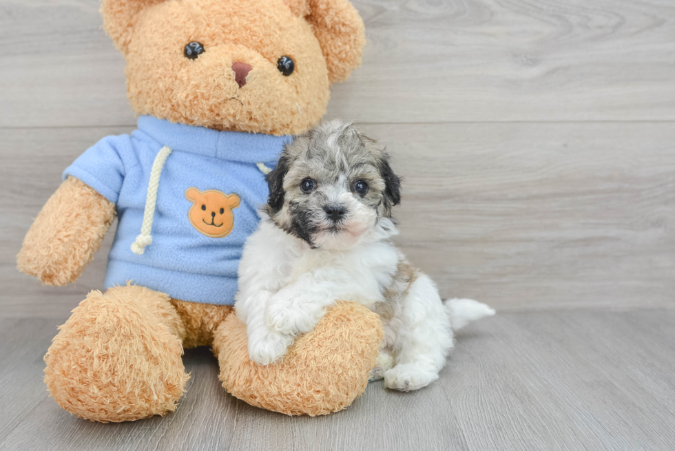 Playful Havanese Designer Puppy
