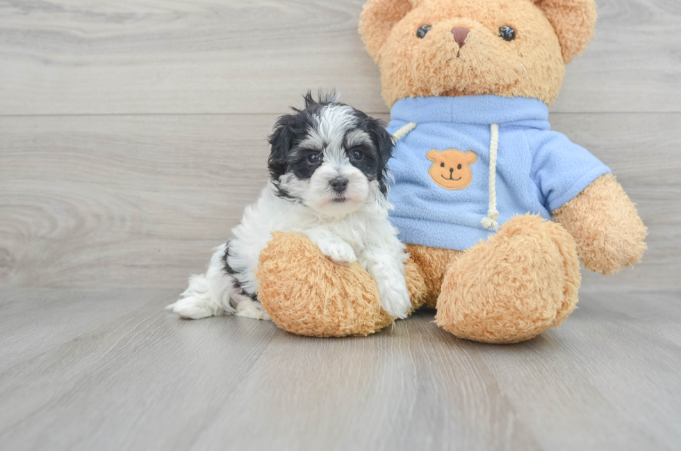 5 week old Havachon Puppy For Sale - Florida Fur Babies