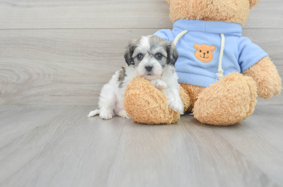 5 week old Havachon Puppy For Sale - Florida Fur Babies
