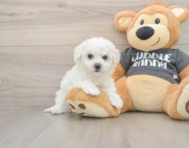 5 week old Havachon Puppy For Sale - Florida Fur Babies