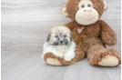 Meet Java - our Havachon Puppy Photo 2/3 - Florida Fur Babies