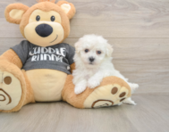 5 week old Havachon Puppy For Sale - Florida Fur Babies
