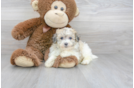 Meet Jayde - our Havachon Puppy Photo 1/3 - Florida Fur Babies