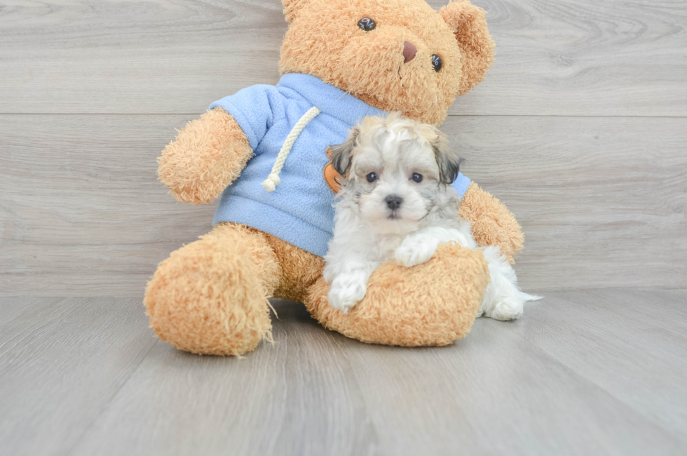 8 week old Havachon Puppy For Sale - Florida Fur Babies