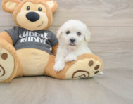 5 week old Havachon Puppy For Sale - Florida Fur Babies