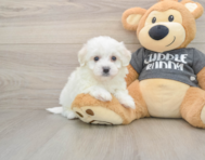 5 week old Havachon Puppy For Sale - Florida Fur Babies