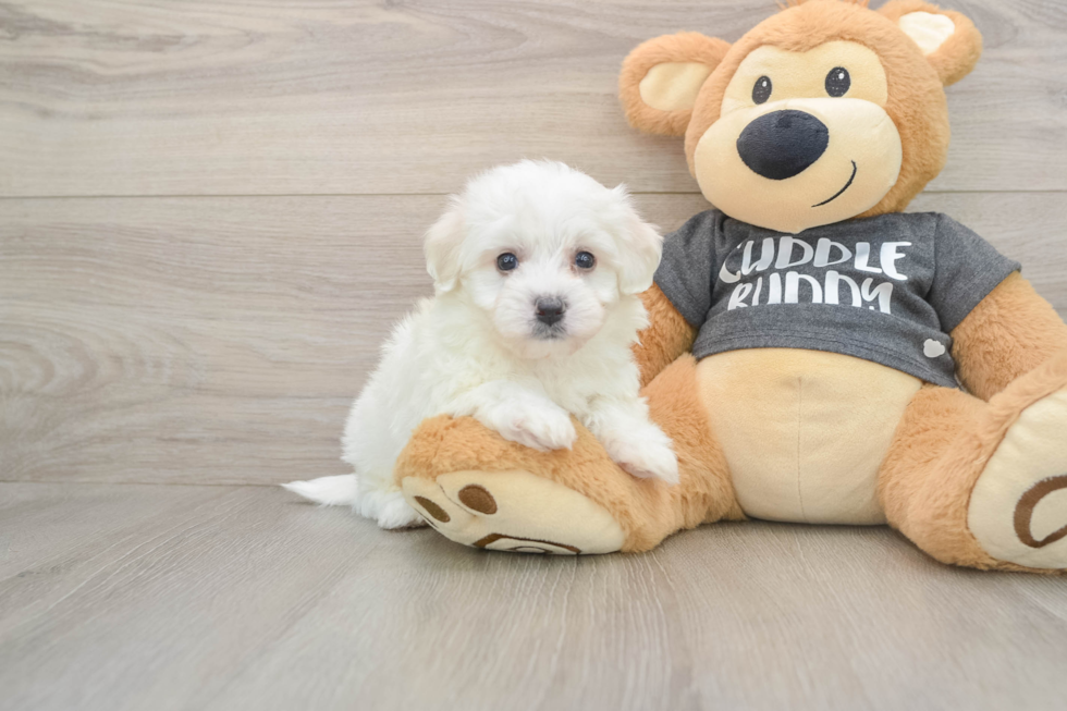 Little Havashon Designer Puppy