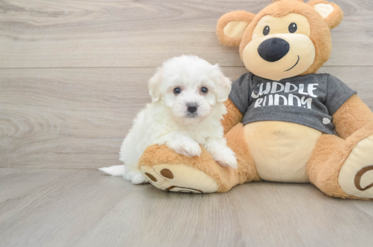 Little Havashon Designer Puppy