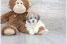 Meet Jose - our Havachon Puppy Photo 1/3 - Florida Fur Babies
