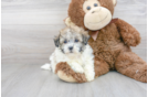 Meet Jose - our Havachon Puppy Photo 2/3 - Florida Fur Babies