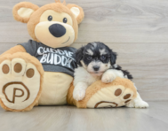 7 week old Havachon Puppy For Sale - Florida Fur Babies
