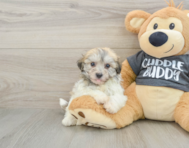 7 week old Havachon Puppy For Sale - Florida Fur Babies
