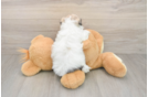 Adorable Havashon Designer Puppy