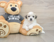 7 week old Havachon Puppy For Sale - Florida Fur Babies