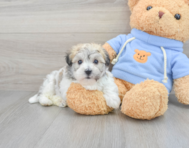 5 week old Havachon Puppy For Sale - Florida Fur Babies