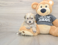 5 week old Havachon Puppy For Sale - Florida Fur Babies