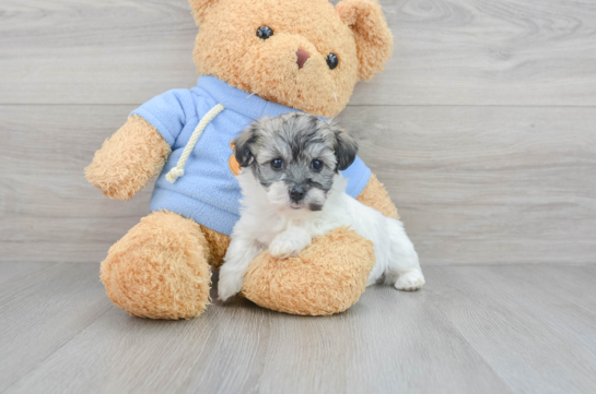 Adorable Havanese Designer Puppy