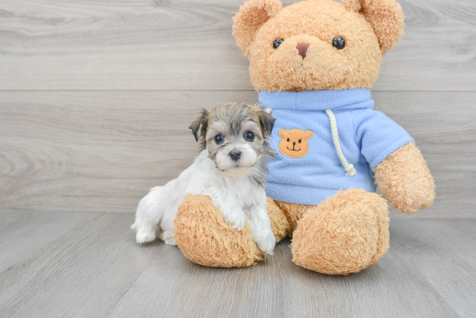 Fluffy Havachon Designer Pup