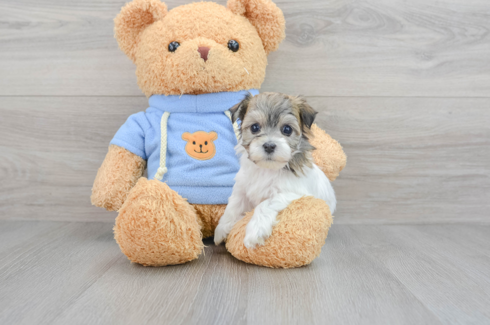 6 week old Havachon Puppy For Sale - Florida Fur Babies