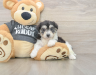 5 week old Havachon Puppy For Sale - Florida Fur Babies