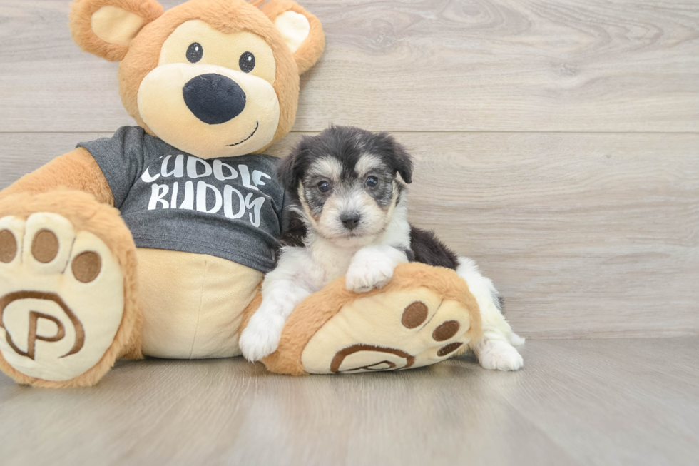 Playful Havashon Designer Puppy