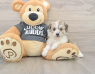 5 week old Havachon Puppy For Sale - Florida Fur Babies