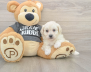 5 week old Havachon Puppy For Sale - Florida Fur Babies