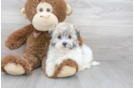 Meet Tandy - our Havachon Puppy Photo 1/3 - Florida Fur Babies