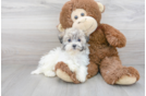 Meet Tandy - our Havachon Puppy Photo 2/3 - Florida Fur Babies