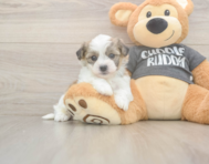 5 week old Havachon Puppy For Sale - Florida Fur Babies