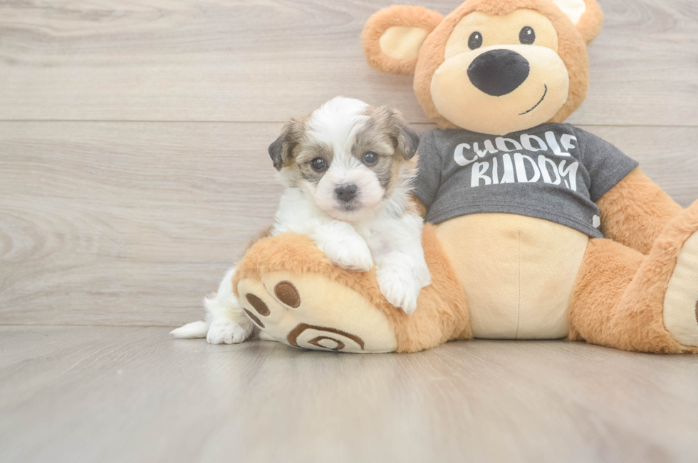 5 week old Havachon Puppy For Sale - Florida Fur Babies