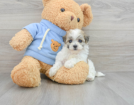 6 week old Havachon Puppy For Sale - Florida Fur Babies