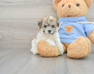 6 week old Havachon Puppy For Sale - Florida Fur Babies