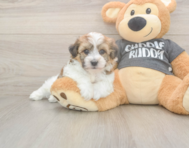 5 week old Havachon Puppy For Sale - Florida Fur Babies