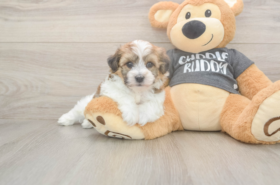 5 week old Havachon Puppy For Sale - Florida Fur Babies